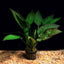 Cryptocoryne pontederiifolia Pot Plant