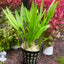 Echinodorus Quadricostatus Pot Plant