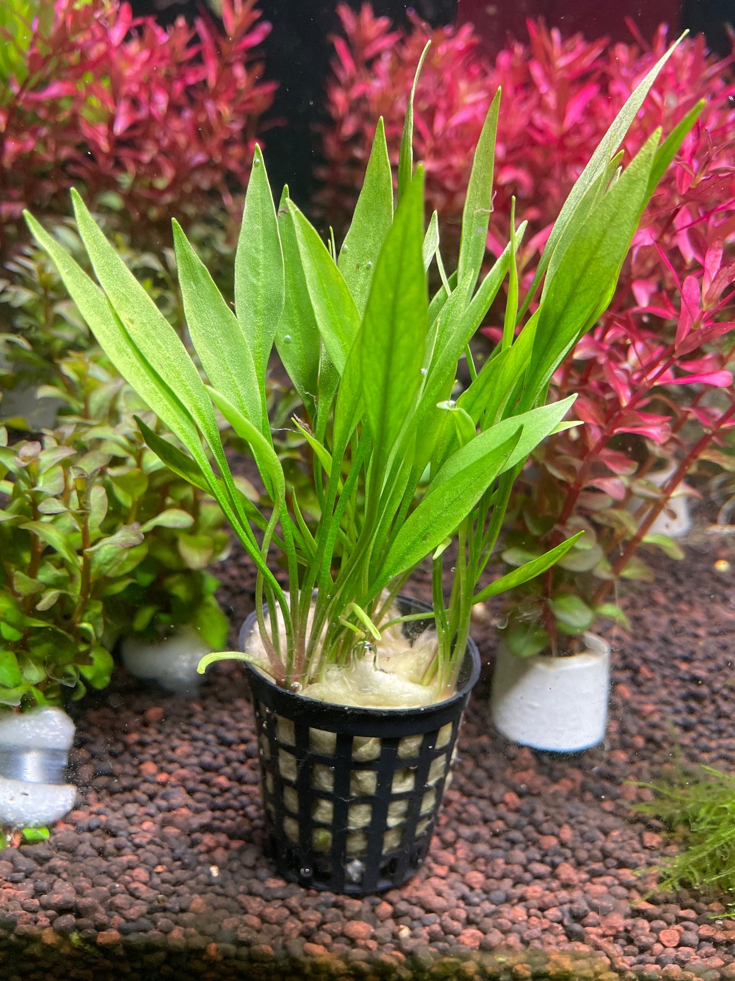 Echinodorus Quadricostatus Pot Plant