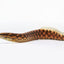 Tyre Track Eel 10cm