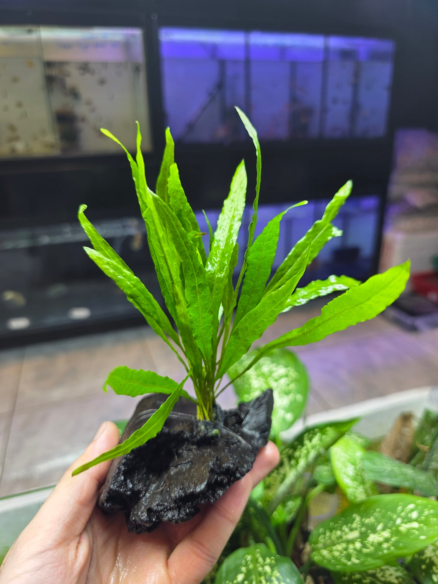 Java Fern on Wood