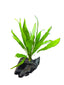Java Fern on Wood
