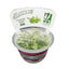 Growow Bucephalandra variegated Marble