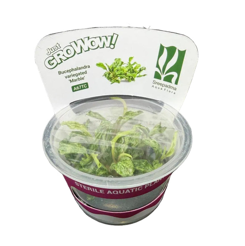 Growow Bucephalandra variegated Marble