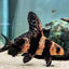 High Fin Banded Shark