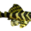 Leopard Frog Pleco. L134 Small Size