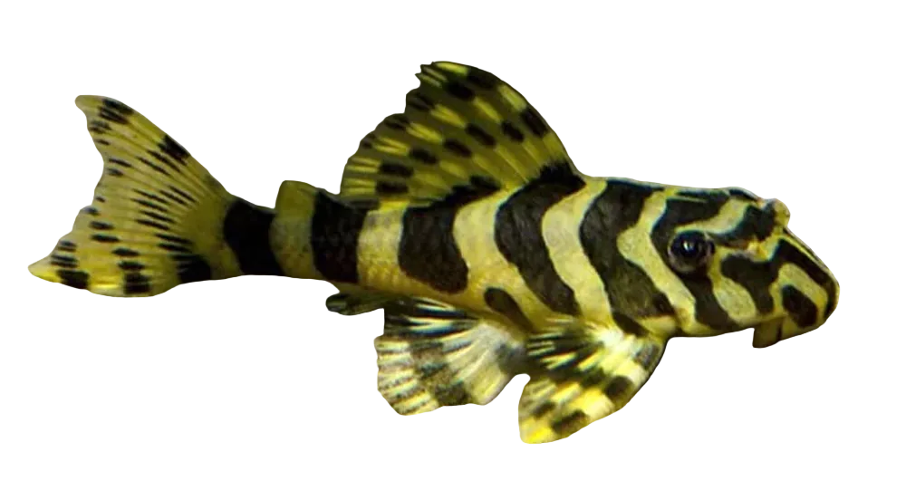 Leopard Frog Pleco. L134 Small Size