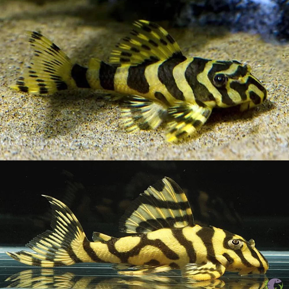 Leopard Frog Pleco. L134 Small Size
