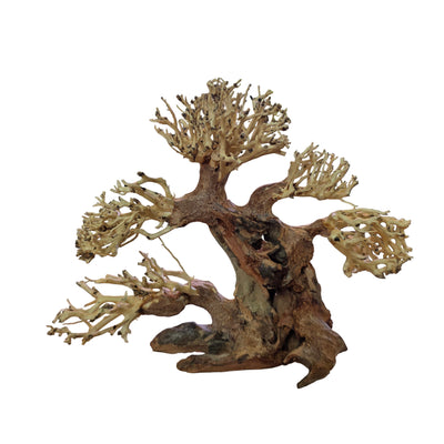Pine Bonsai Tree Driftwood