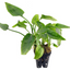 Cryptocoryne pontederiifolia Pot Plant