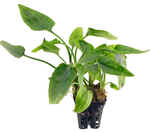 Cryptocoryne pontederiifolia Pot Plant