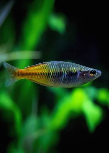 Rainbow Bosmani 4cm