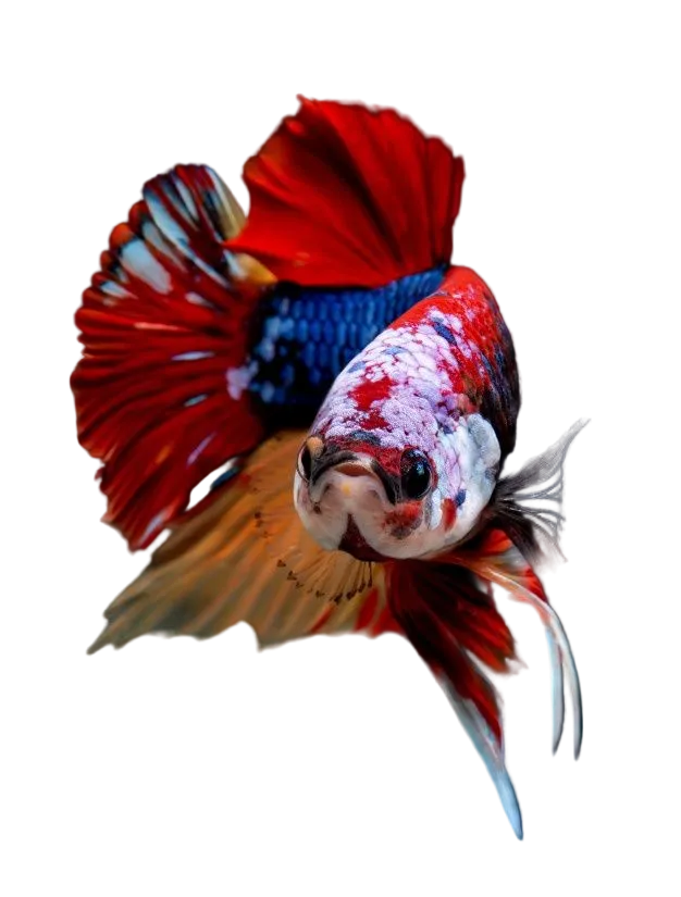 Nemo plakat Betta