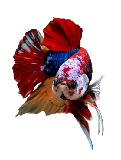 Nemo plakat Betta