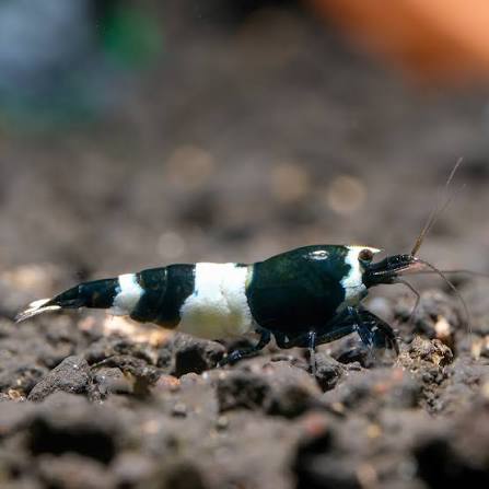Black & White Bee Shrimp 1.5cm (Caridina)