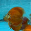 Super Red Discus Fish
