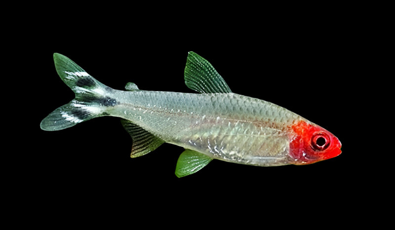 رومي الأنف تترا 3 سم