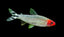 RUMMY NOSE TETRA 2.5cm