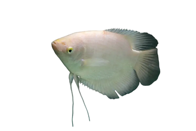 Giant Gourami 22-25CM