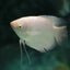 Giant Gourami 2PCS Combo Deal