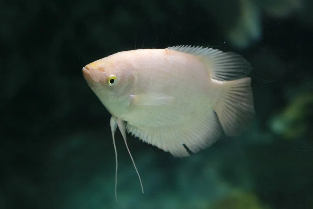 Giant Gourami 2PCS Combo Deal