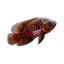 Tiger Oscar