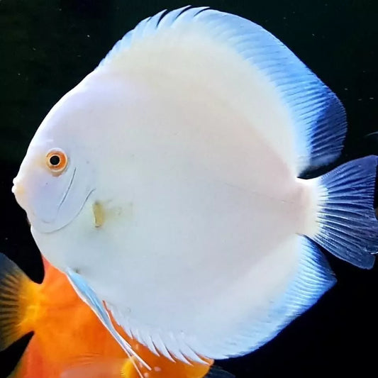SNOW WHITE DISCUS FISH 10CM