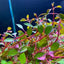 LUDWIGIA SUPER RED