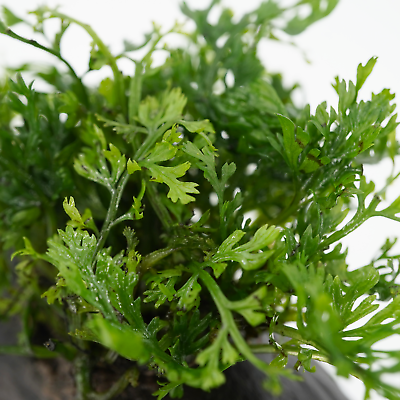 BOLBITIS HETEROCLITA 'DIFFORMIS' POT PLANT