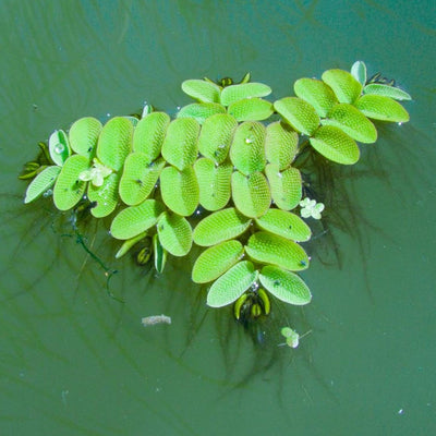 SALVINIA FLOATING PLANT IN PACKET