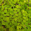 SALVINIA FLOATING PLANT IN PACKET