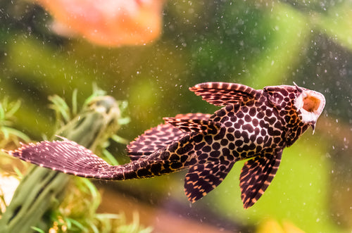 SUCKER FISH
