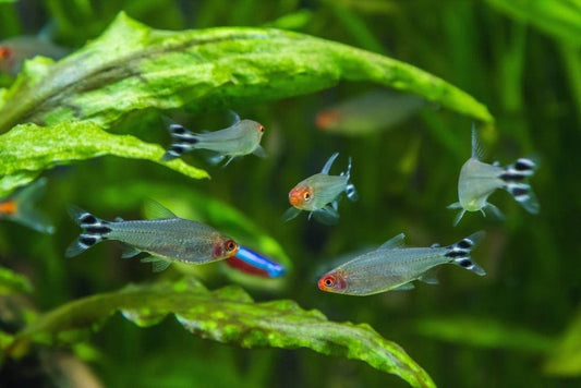 RUMMY NOSE TETRA 2.5cm
