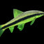 SIAMESE ALGAE EATER 4cm