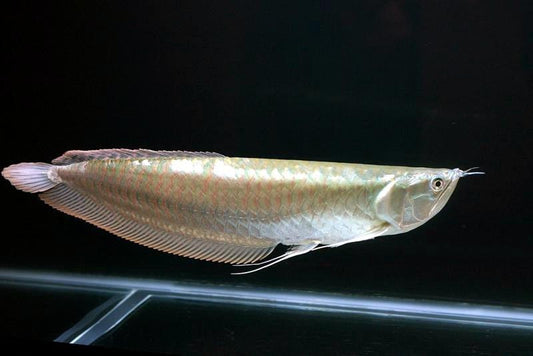 Silver Arowana