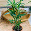 DRACENA SANDRIYANA VICTORIA POT PLANT
