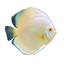 White Discus Fish