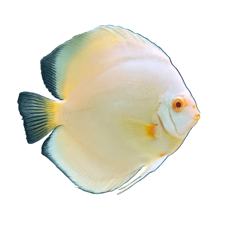 White Discus Fish