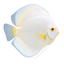 White Discus Fish
