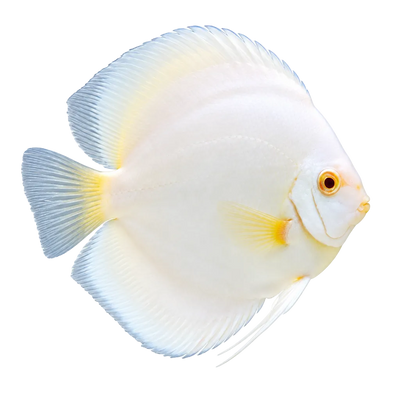 White Discus Fish