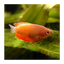 DWARF GOURAMI MIX 4-5cm