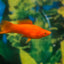 SWORD TAIL FISH MIX
