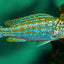 Malawi Cichlid Mix 7-8cm