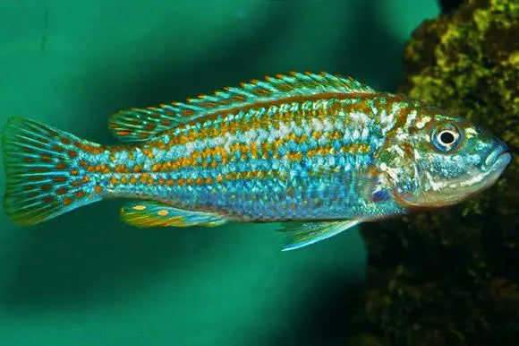 Malawi Cichlid Mix 7-8cm
