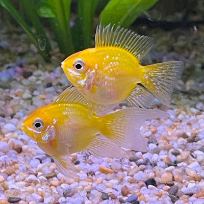 Golden Balloon Ramzy 2PCS Combo Deal