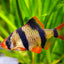 TIGER BARB FISH 3.5cm