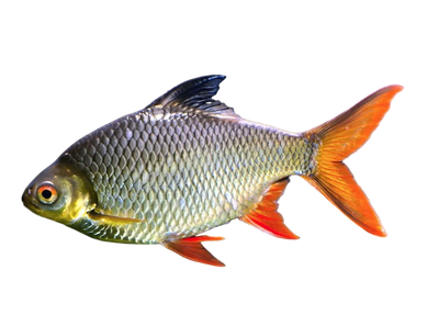 Tinfoil Barb
