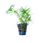 Tonina Sp Belem Pot Plant