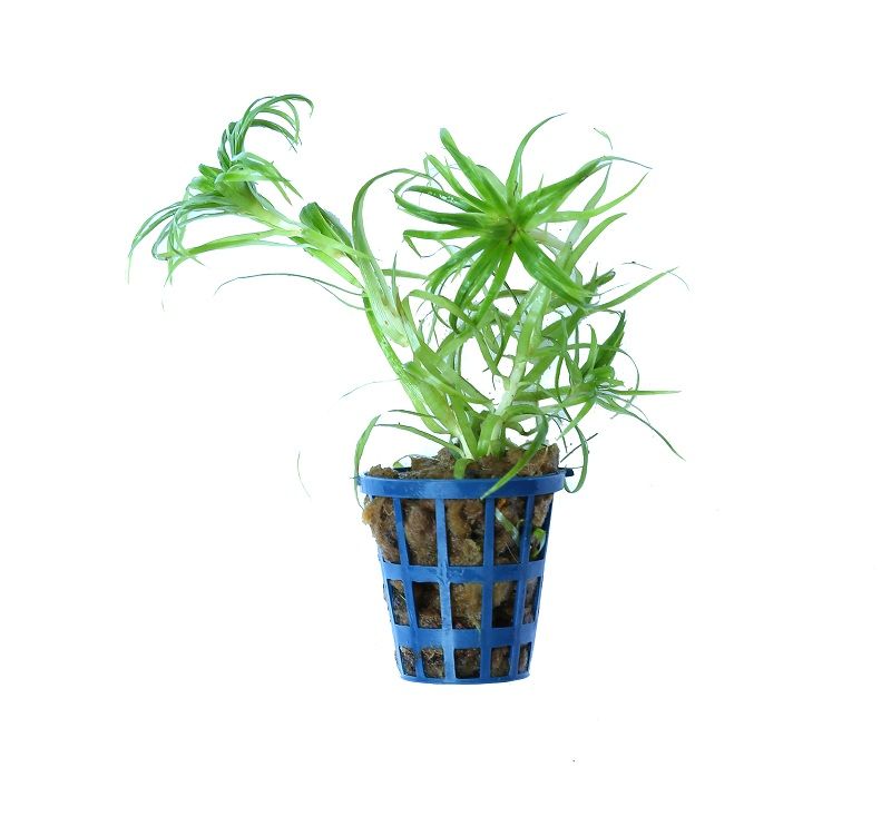 Tonina Sp Belem Pot Plant