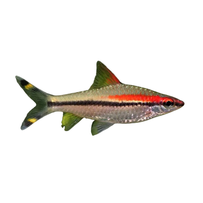 Torpido Barb